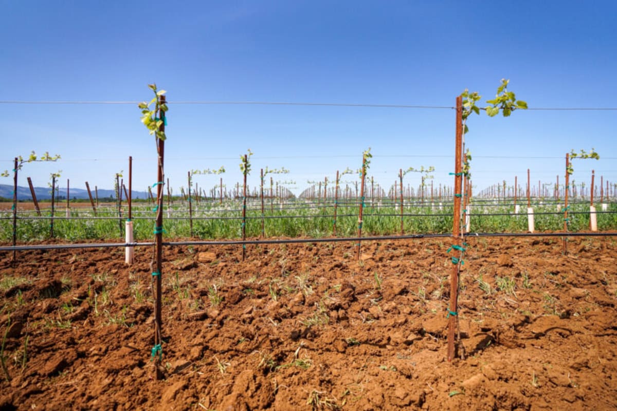 Union Wine Co. Vineyard in Oregon.