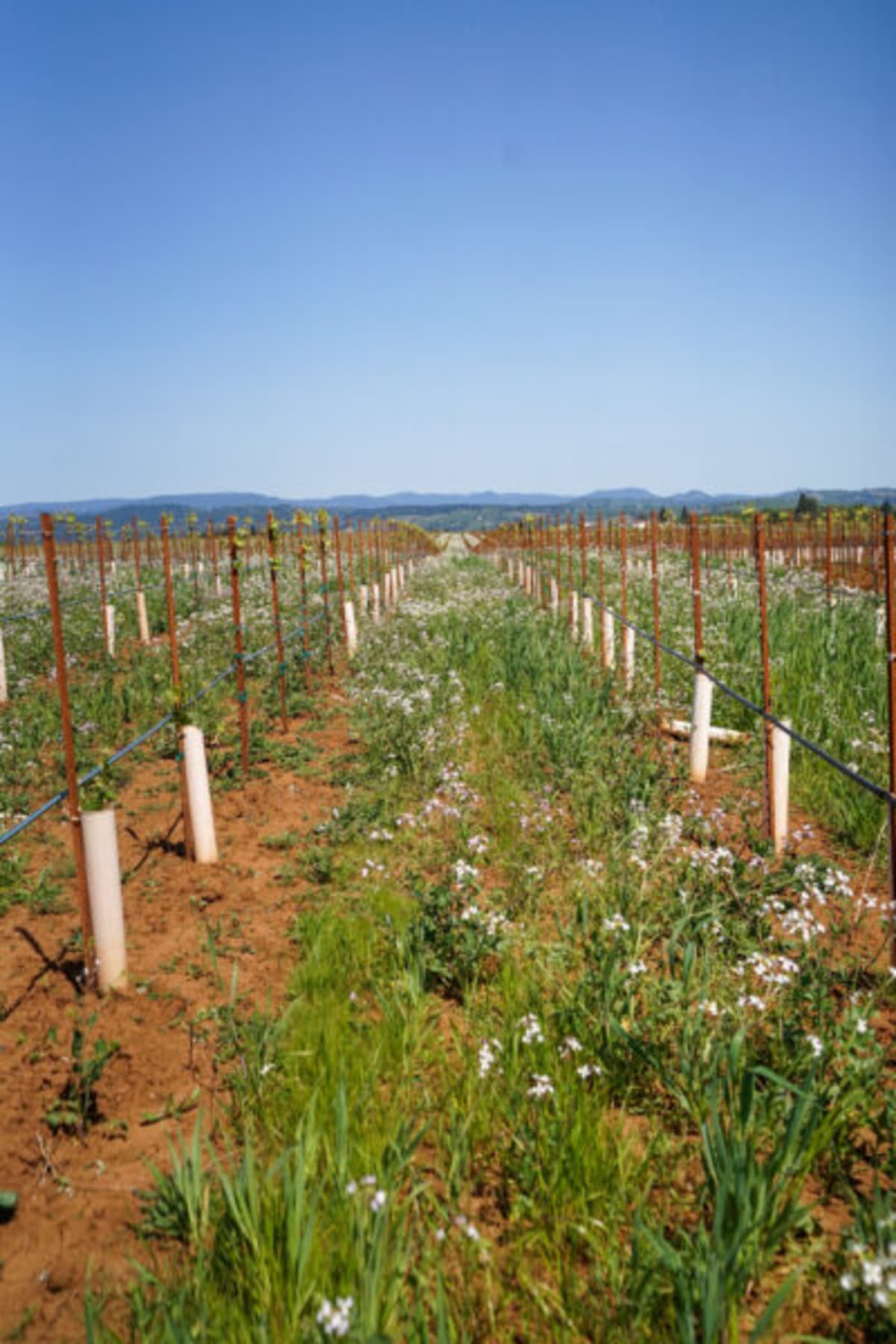 Union Wine Co' Vineyard