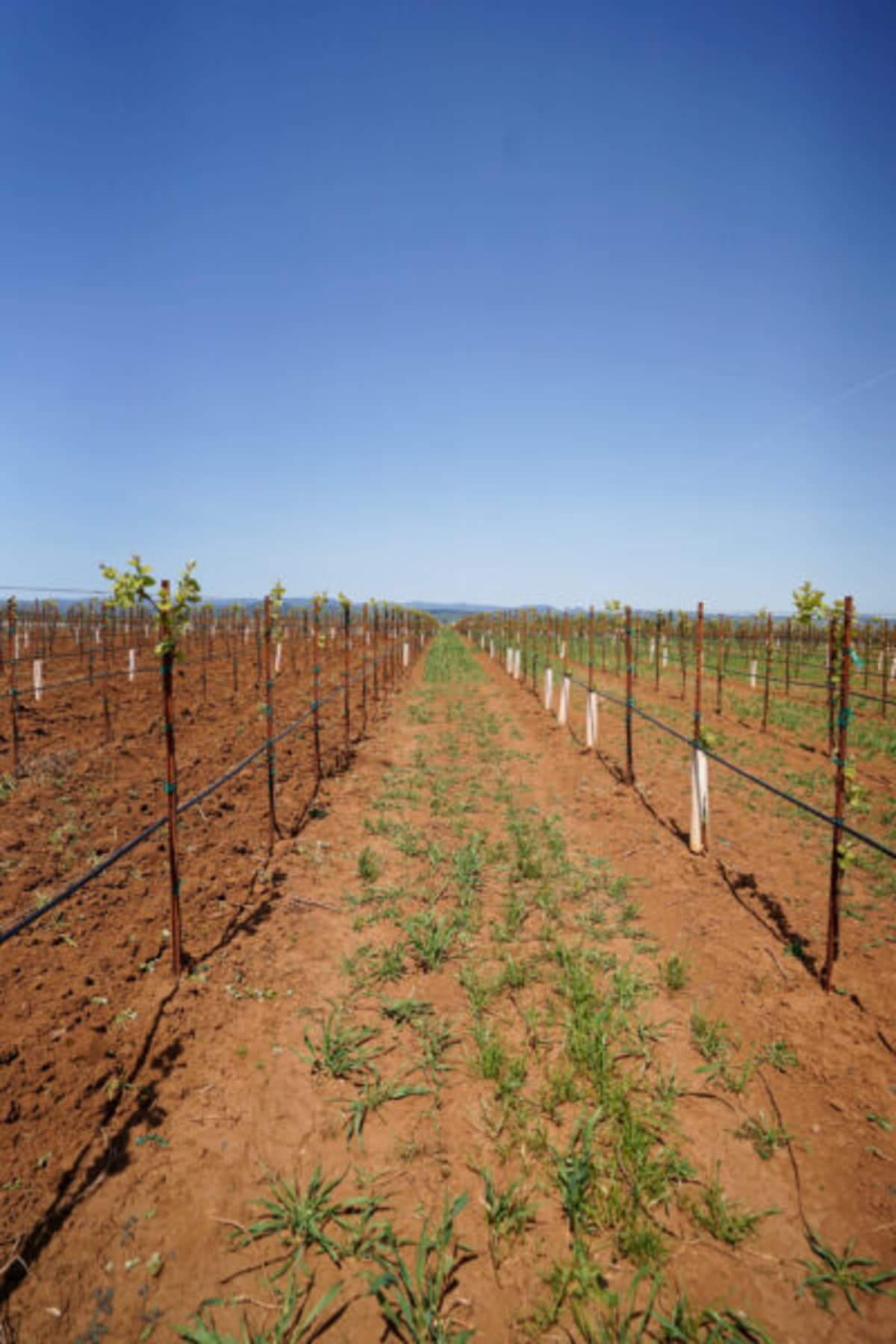 Union Wine Co. Vineyard in Oregon.