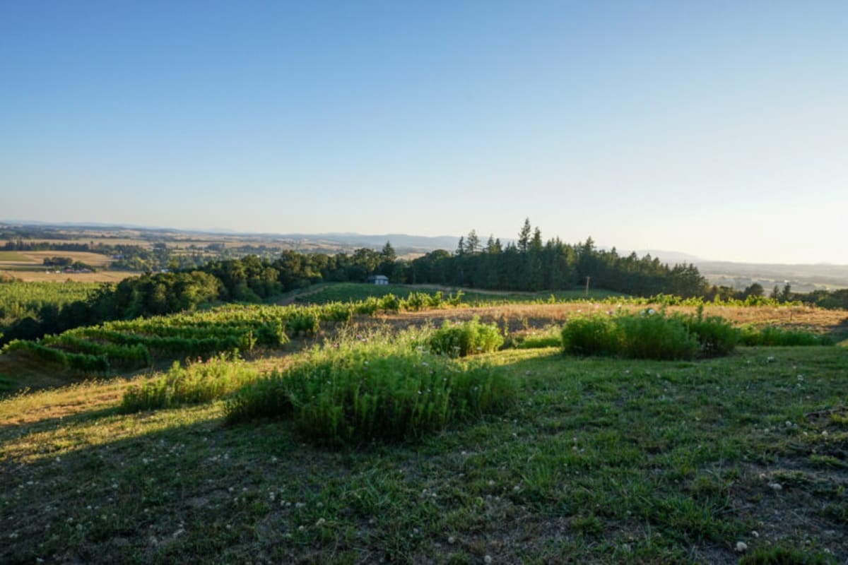 Union WIne Co- Amity Vineyard Pollinator Garden