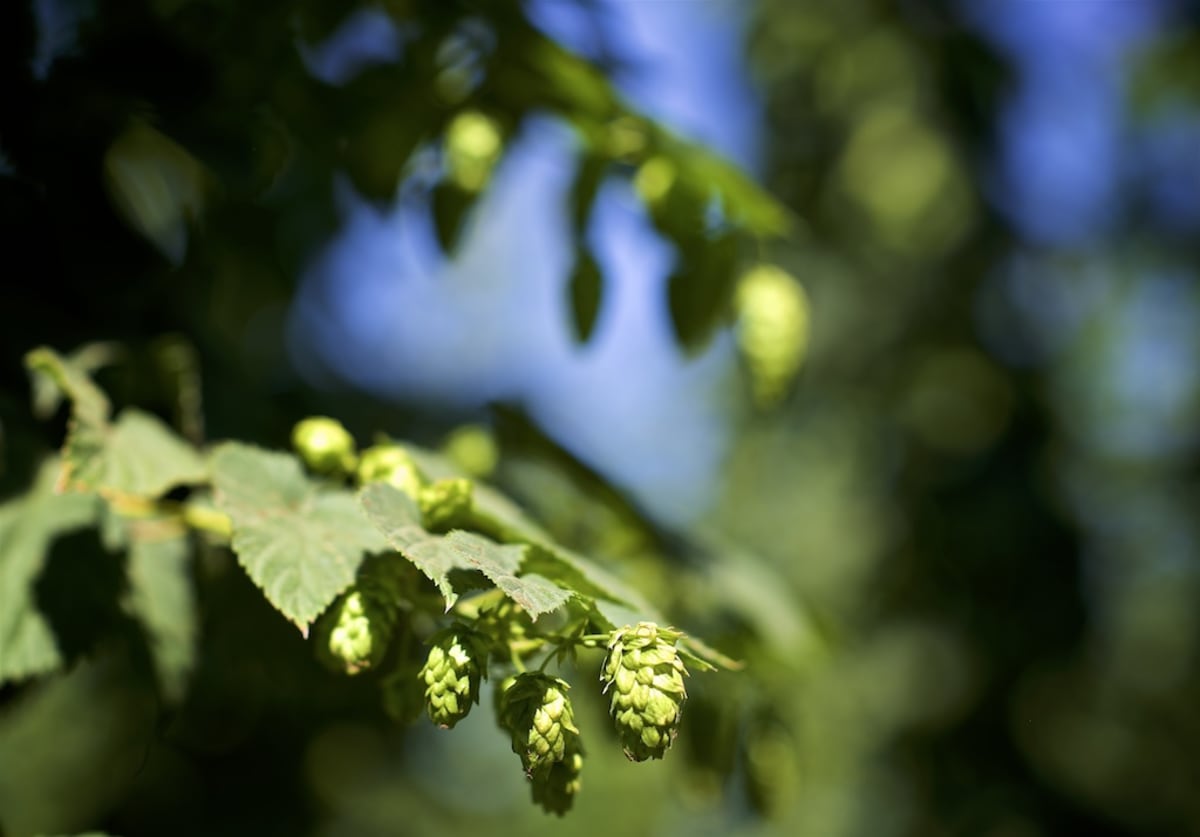 hops at goschie farms