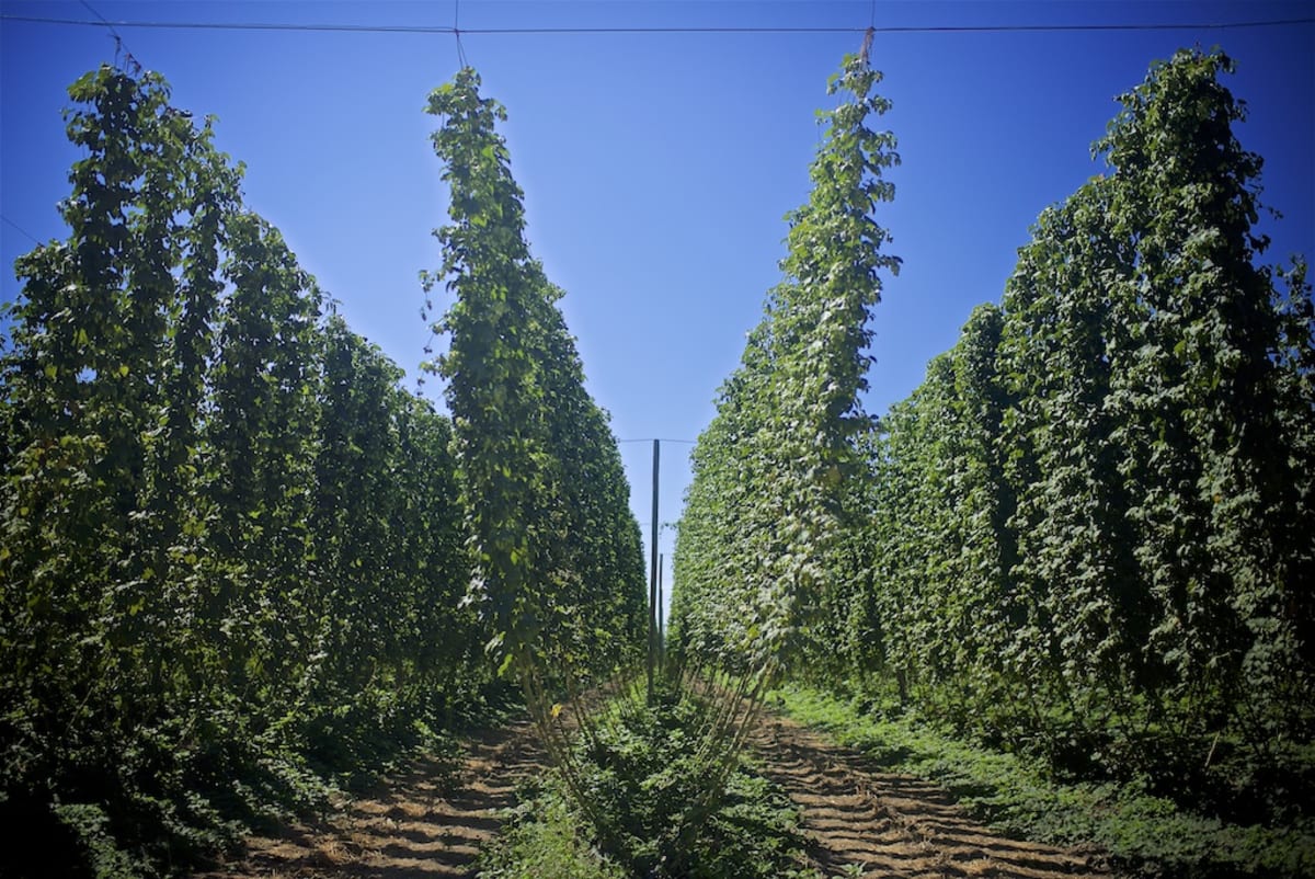 hop farm