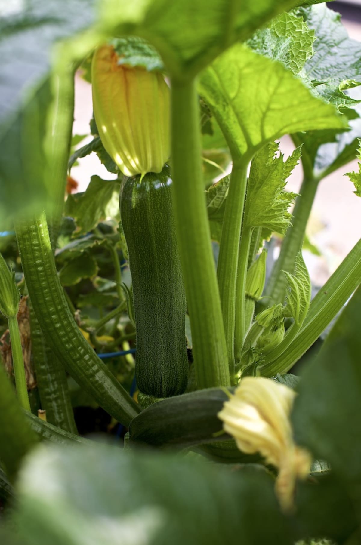 What do I do with all this zucchini?