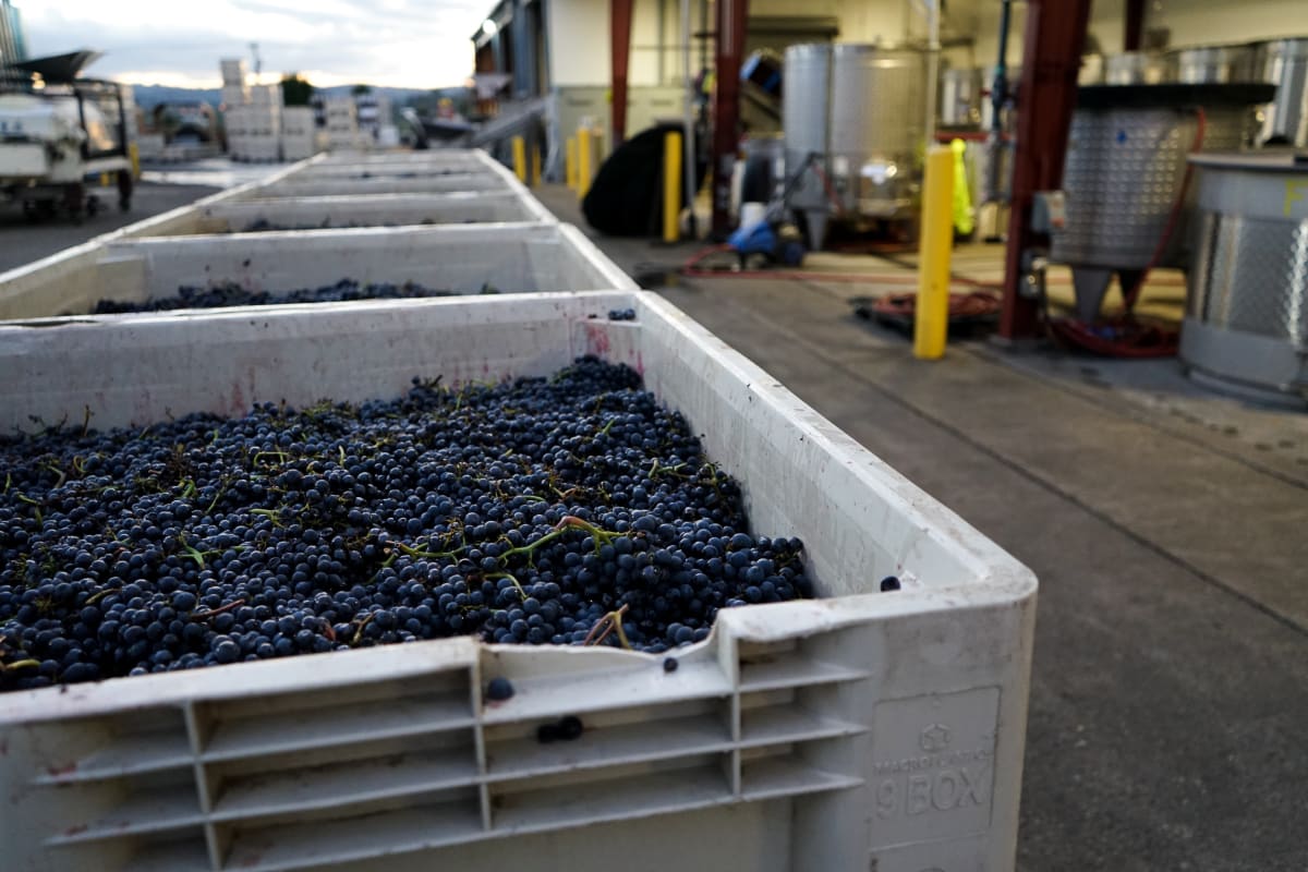 Underwood Pinot Noir Nouveau grapes