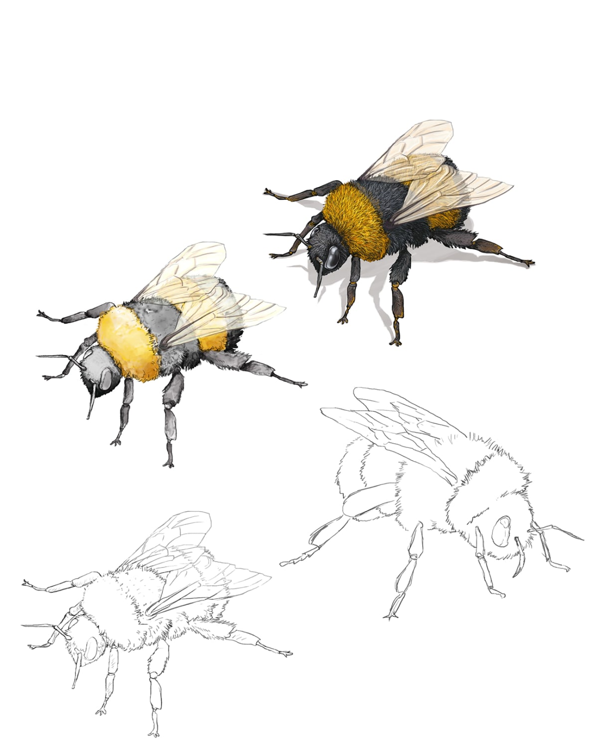 Strawberry Cooler Bumblebee