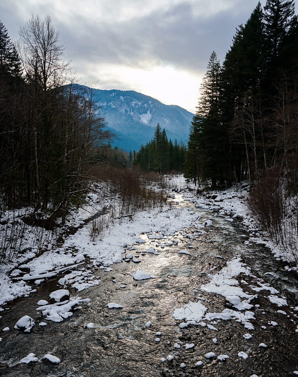 Union Wine Co Christmas Tree Hunt