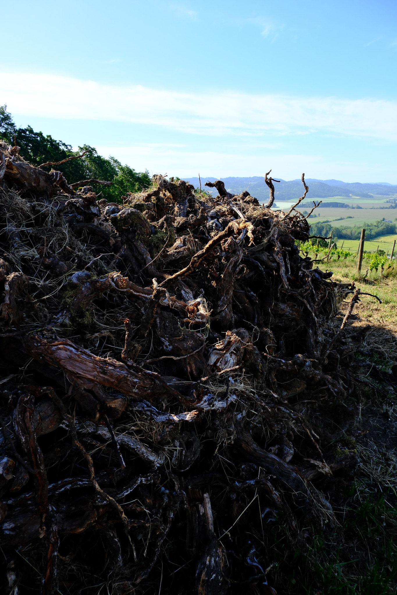 Amity Vineyards Biochar. What Becomes of our Oldest Vines