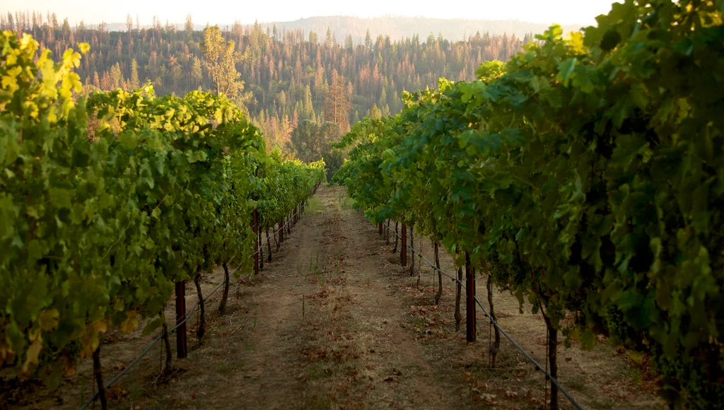 Sunlit vineyard rows with green grapevines stretching towards a forested hillside in the background.