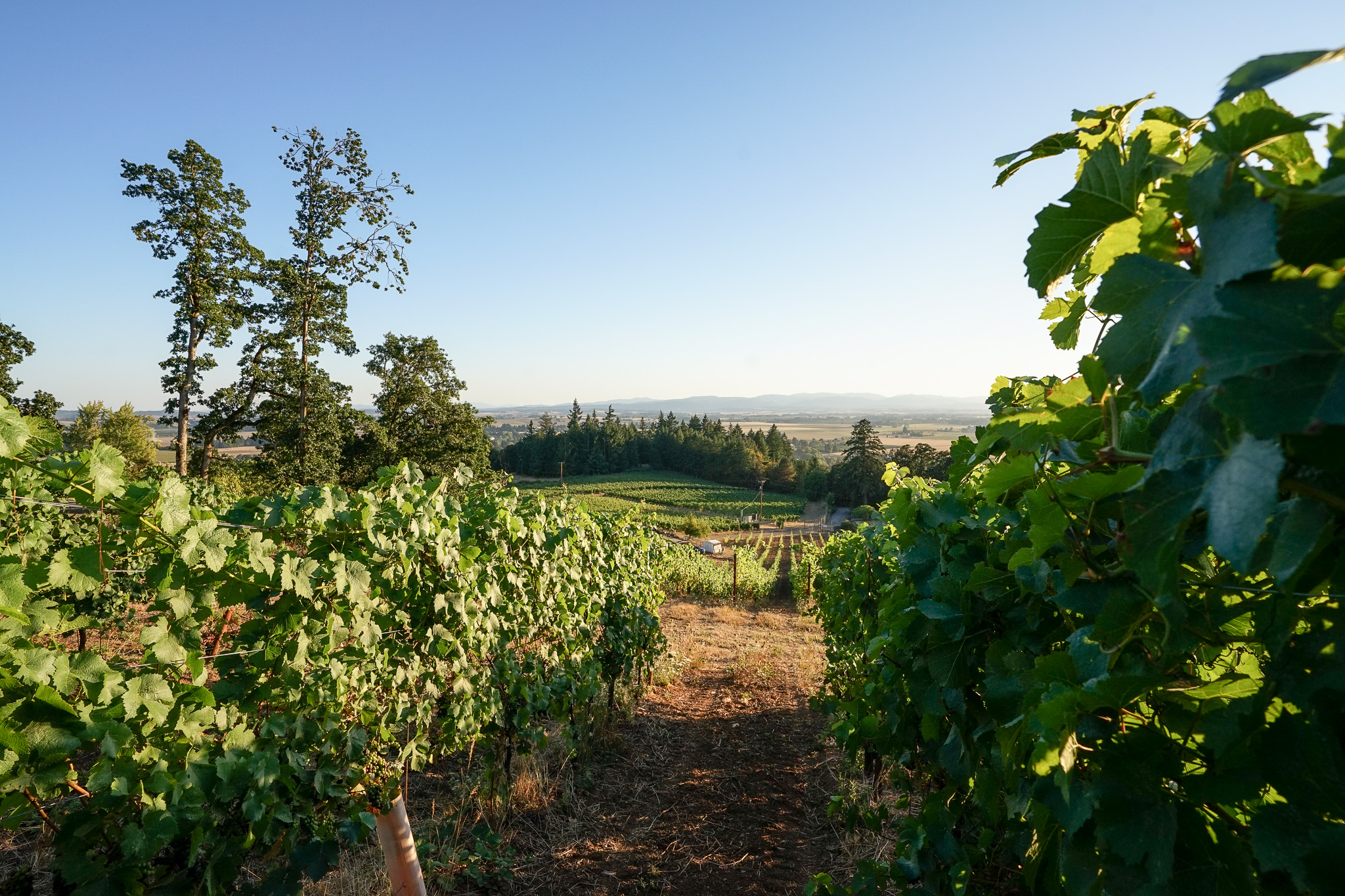 Vineyard rows with green grapevines under a clear blue sky, overlooking trees and distant hills.