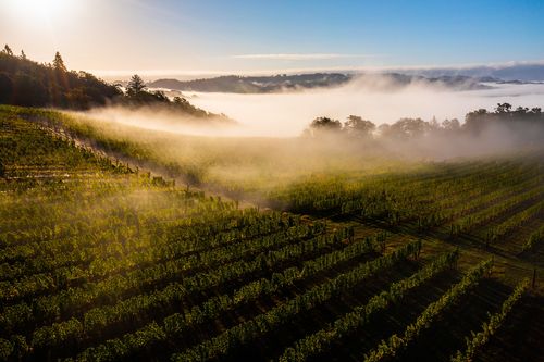 Sunlit vineyard rows on a hillside with morning fog drifting over the landscape under a clear blue sky.