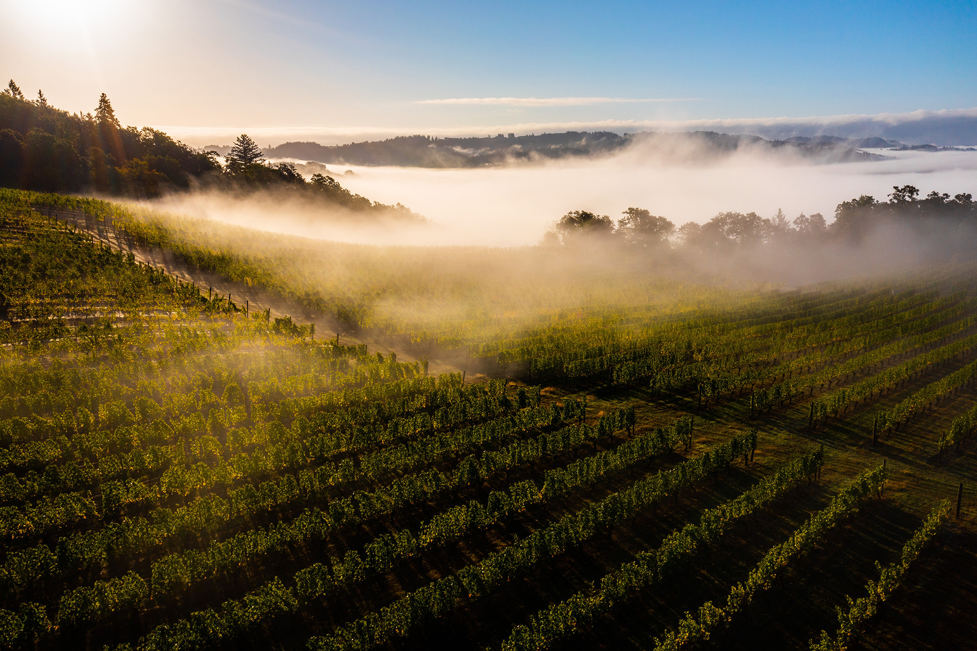 Sunlit vineyard rows on a hillside with morning fog drifting over the landscape under a clear blue sky.