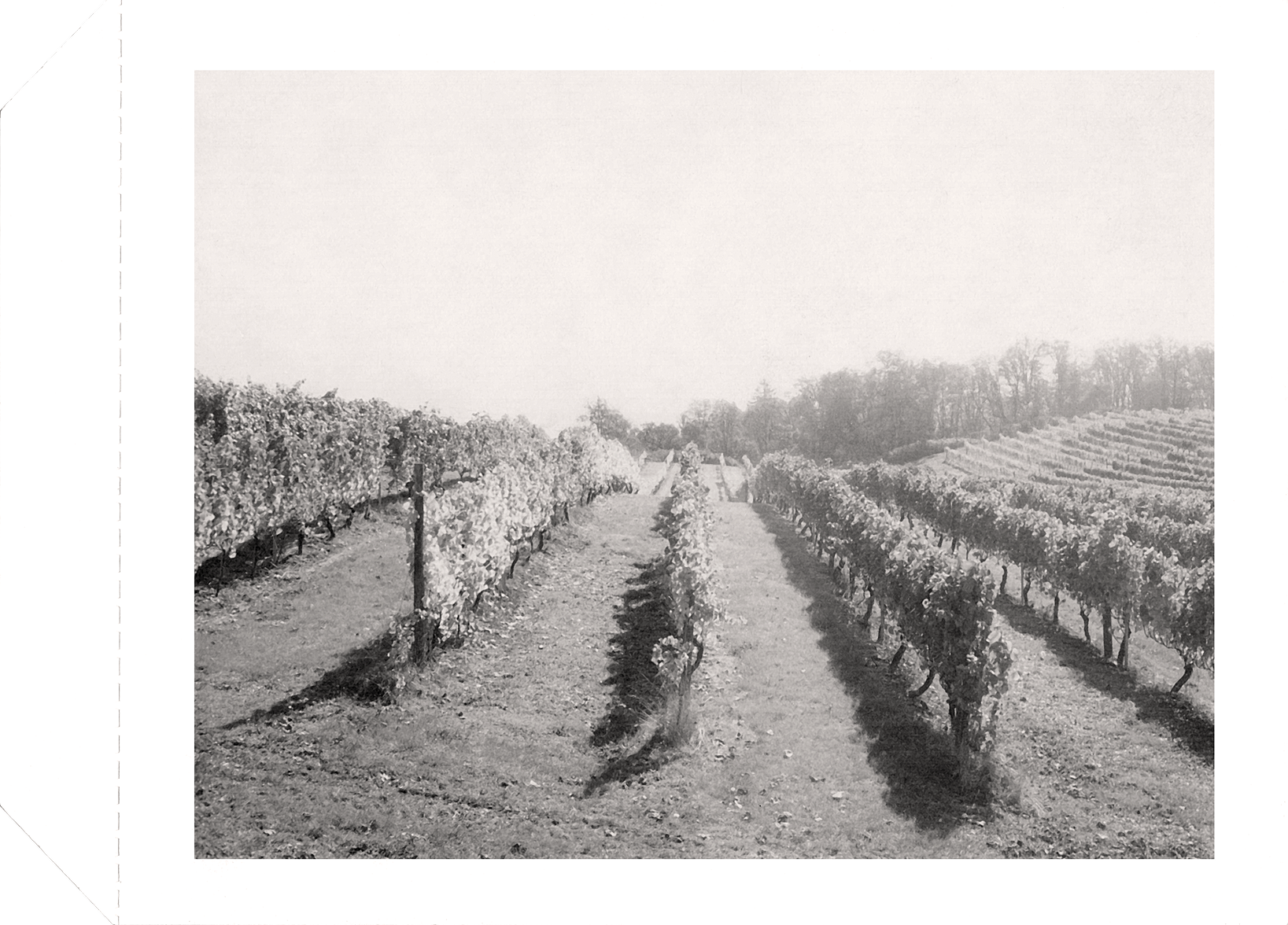Black and white photo of a vineyard with rows of grapevines extending towards a distant tree line.