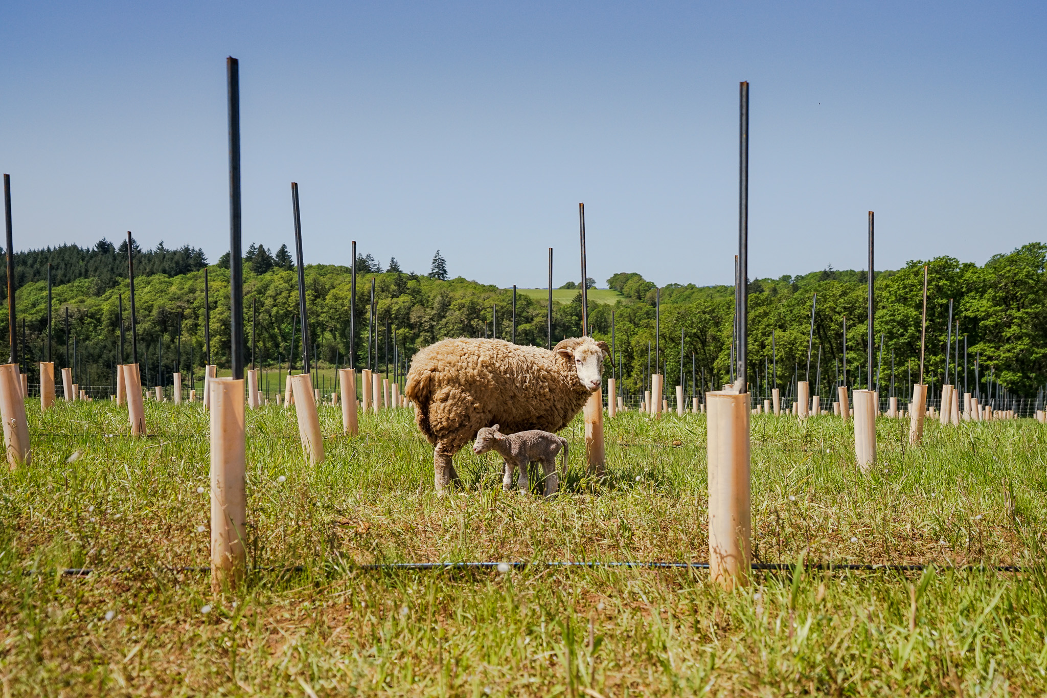 Sheep and lamb standing in a grassy field with tree protectors and a forested background under a clear blue sky.