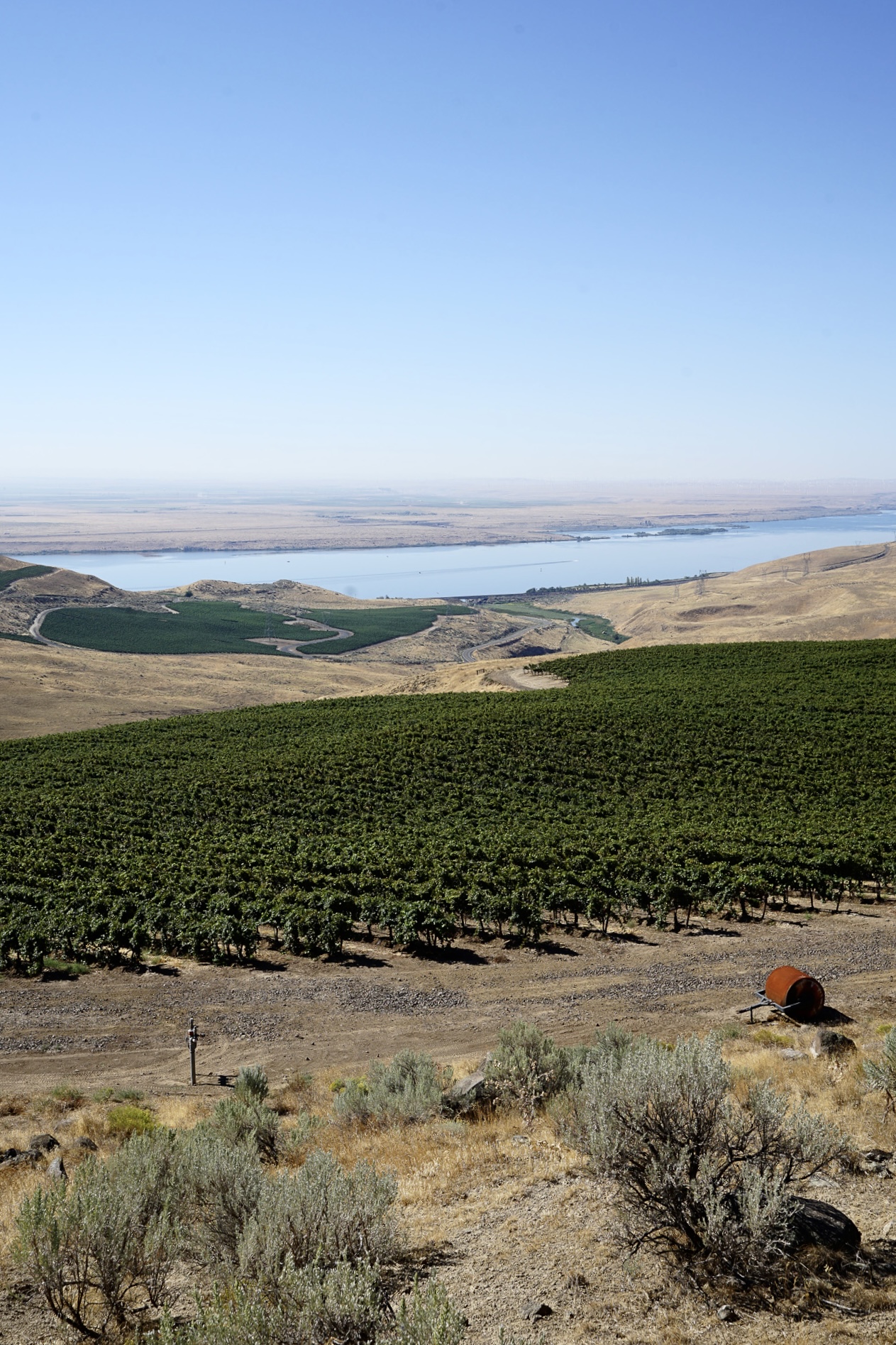 Vineyard with green grapevines on a dry hillside overlooking a river under a clear blue sky.