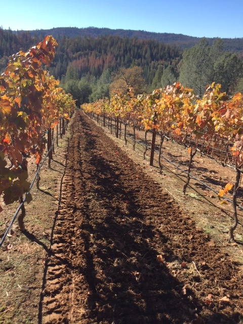 Rows of grapevines with autumn-colored leaves in a vineyard under a clear blue sky with forested hills in the background.