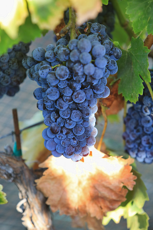 Close-up of a cluster of ripe blue grapes hanging on a vine with green and yellowing leaves.