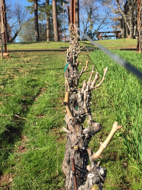 Row of pruned grapevines in a vineyard with green grass and trees in the background under a clear blue sky.