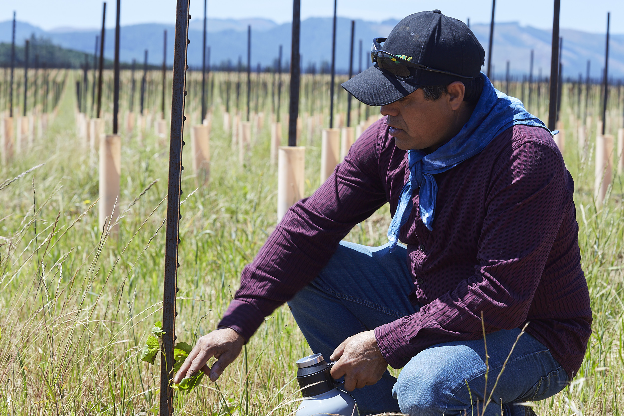 Man wearing a black cap and blue scarf kneeling in a vineyard inspecting a young grapevine amid rows of protected vines with mountains in the background.