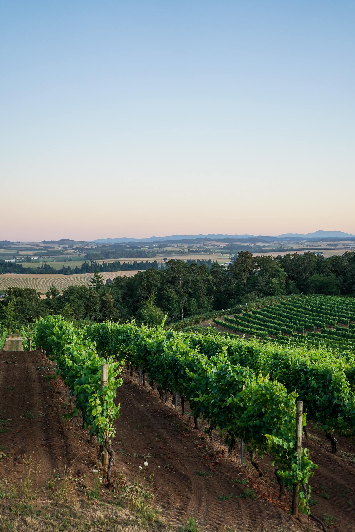 Rows of vibrant green grapevines on a hillside vineyard under a clear evening sky with distant fields and mountains.