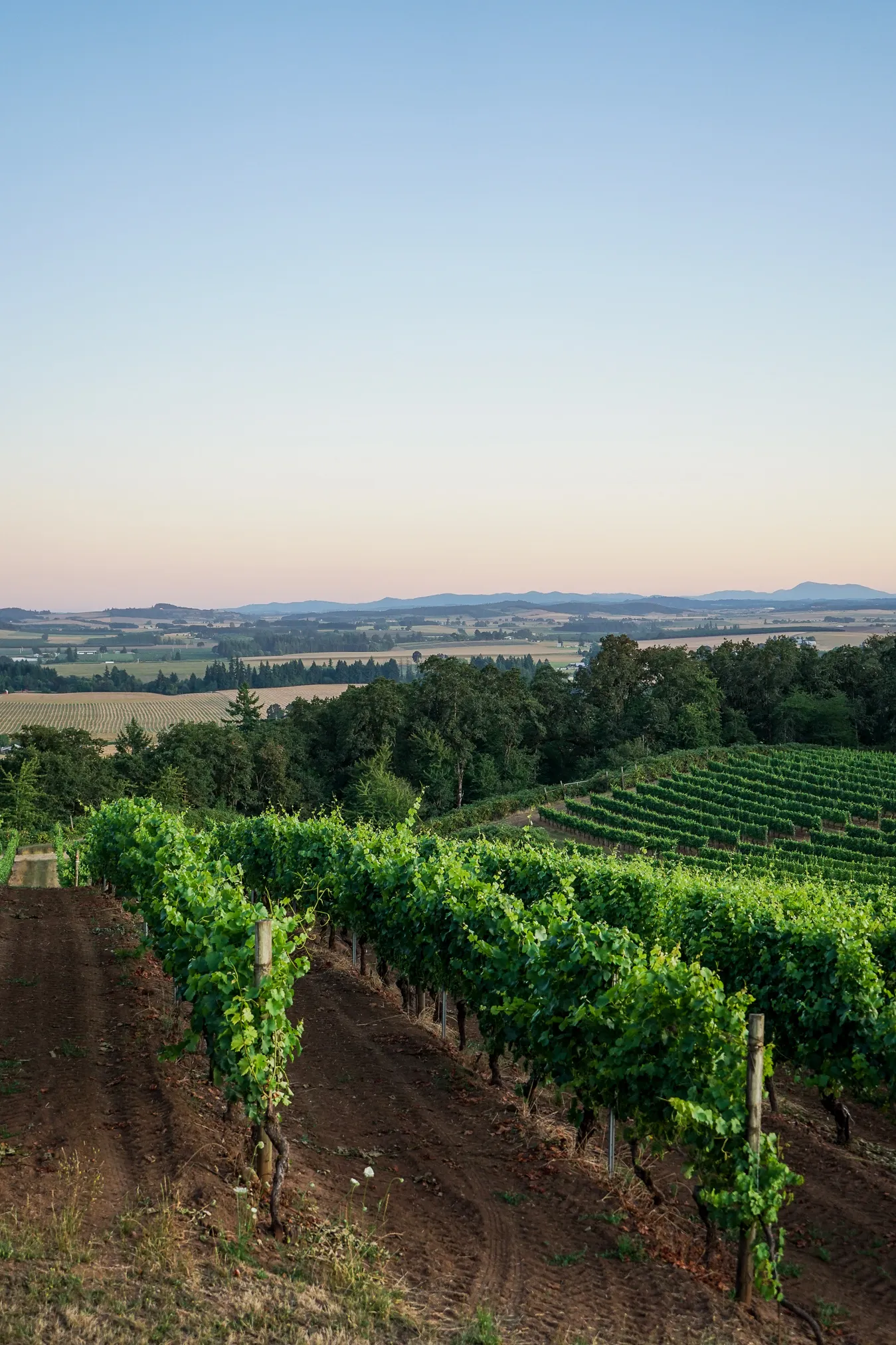 Vineyard rows with green grapevines on a hillside overlooking a forest and distant fields under a clear sky at sunset.