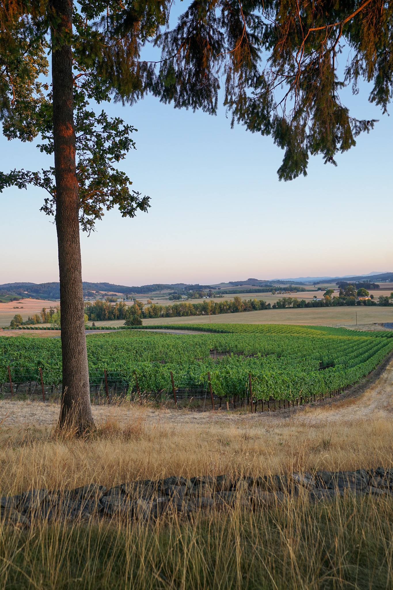 View of a vineyard on rolling hills with a large tree in the foreground and clear sky at sunset.