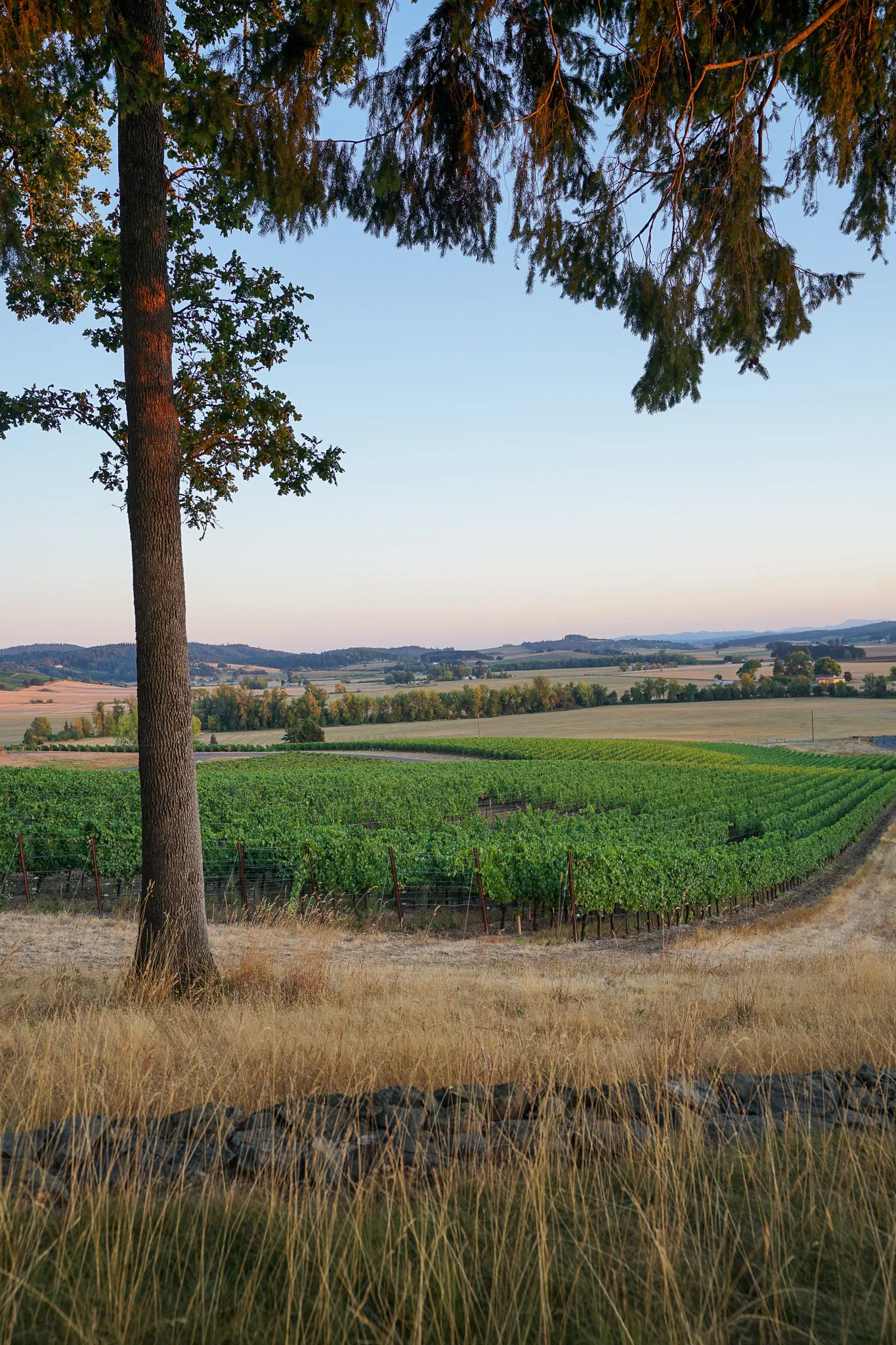 Vineyard rows with green grapevines under clear sky framed by tall tree branches and dry grass in the foreground.