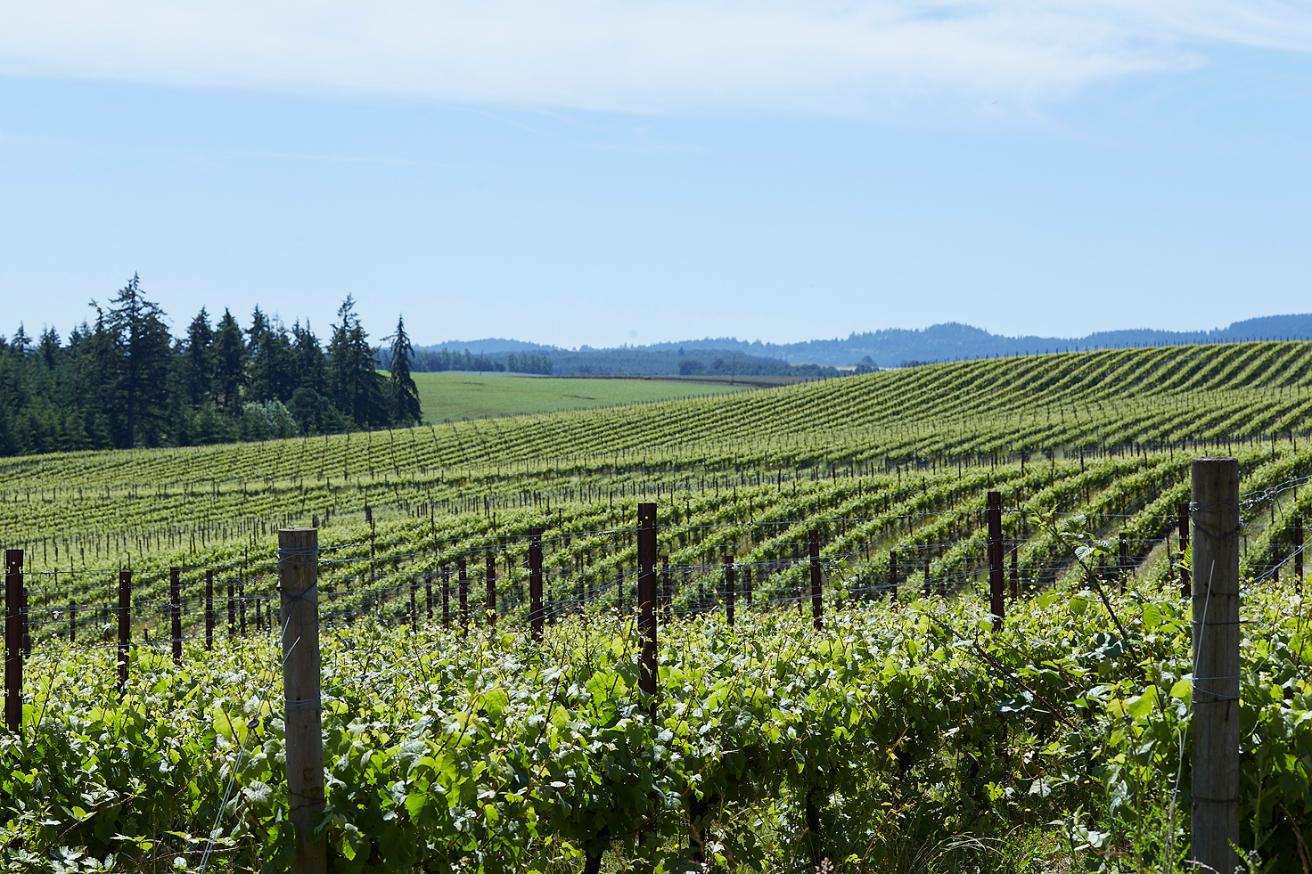 Vineyard with rows of grapevines stretching across rolling hills under a clear blue sky.