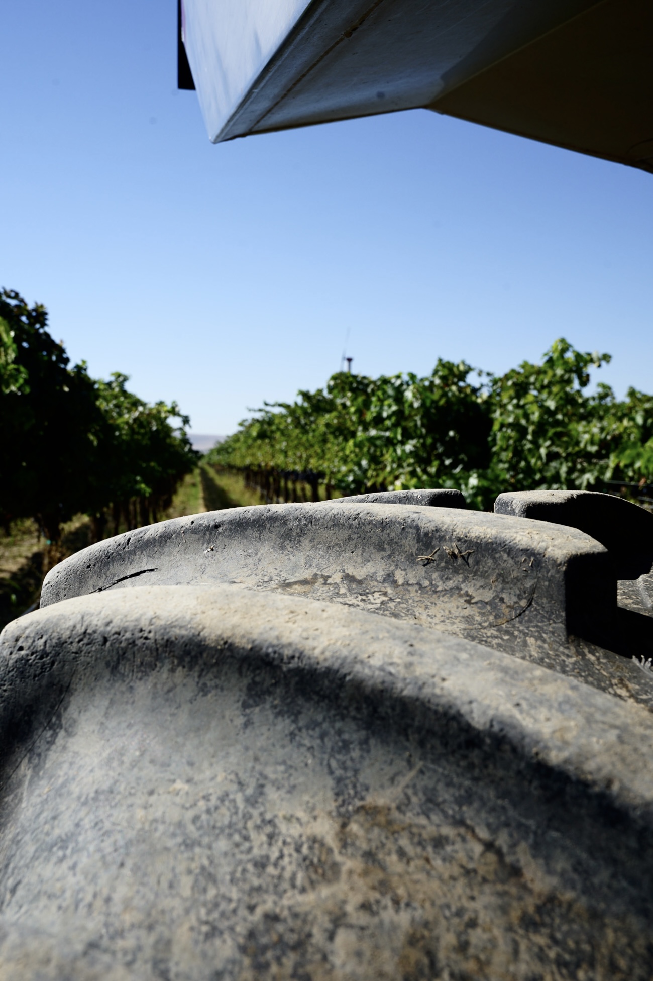 Close-up of a tractor tire with rows of green grapevines under a clear blue sky in the background.