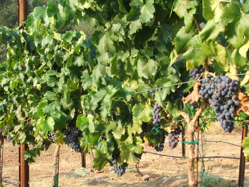 Rows of grapevines with clusters of ripe purple grapes hanging among green leaves in a vineyard.