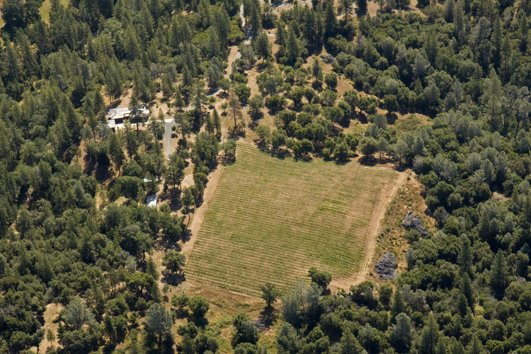 Aerial view of a rectangular vineyard plot surrounded by dense forest and scattered buildings.