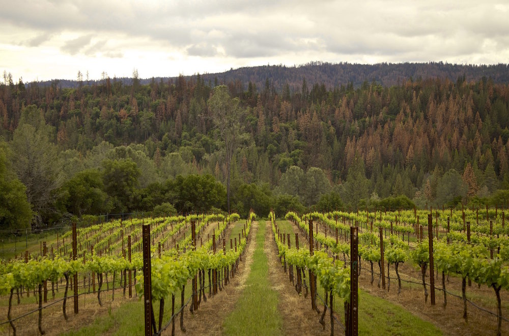Rows of grapevines in a vineyard with a backdrop of dense forested hills under a cloudy sky.