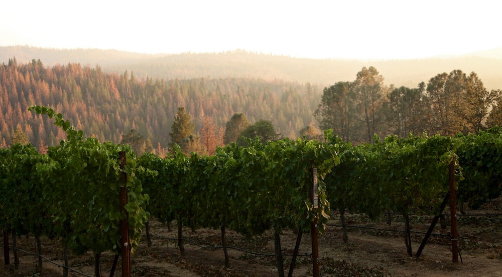 Vineyard rows with green grapevines against a backdrop of forested hills under soft sunlight.