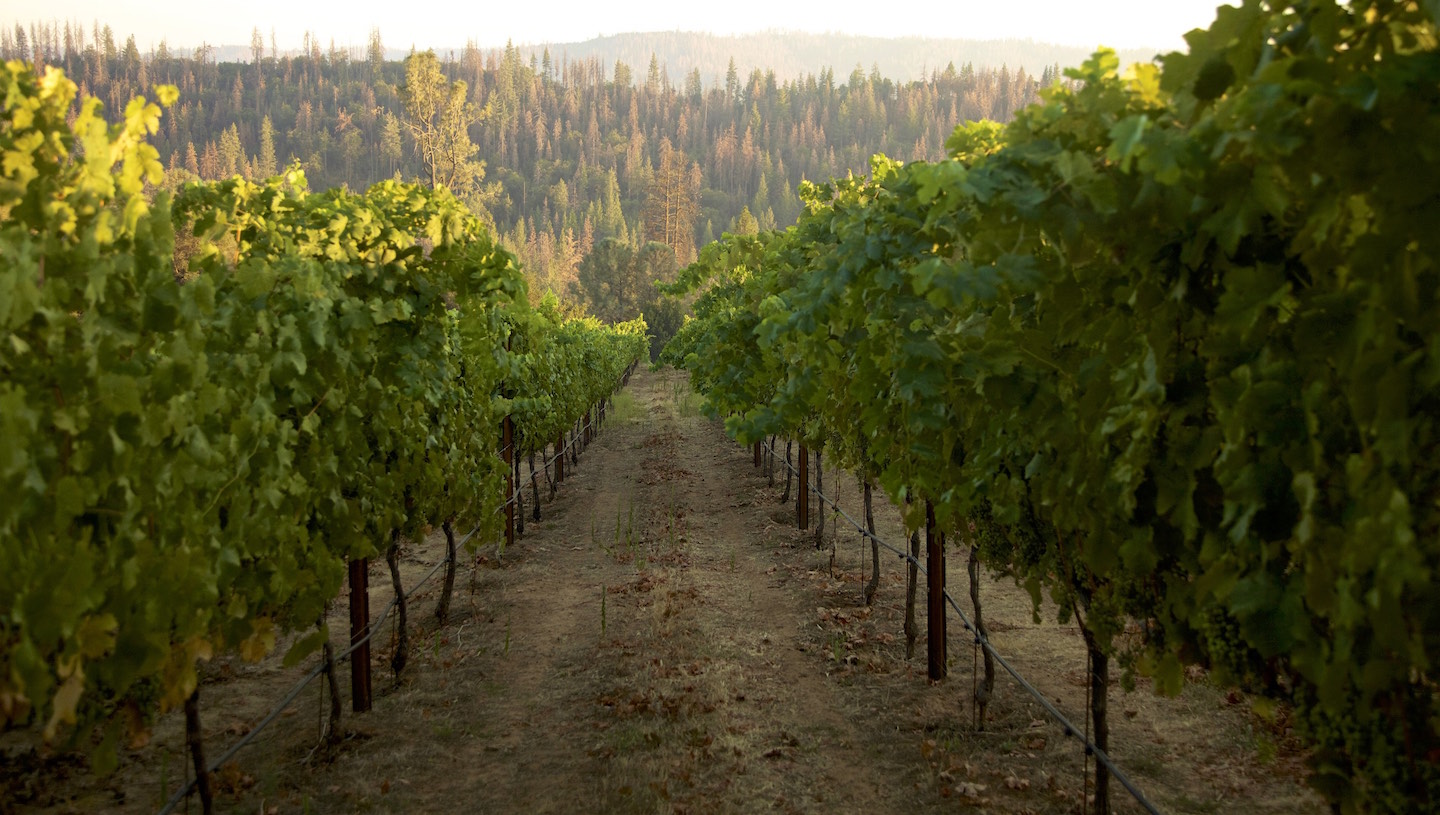 Rows of green grapevines in a vineyard with a forested hillside in the background.