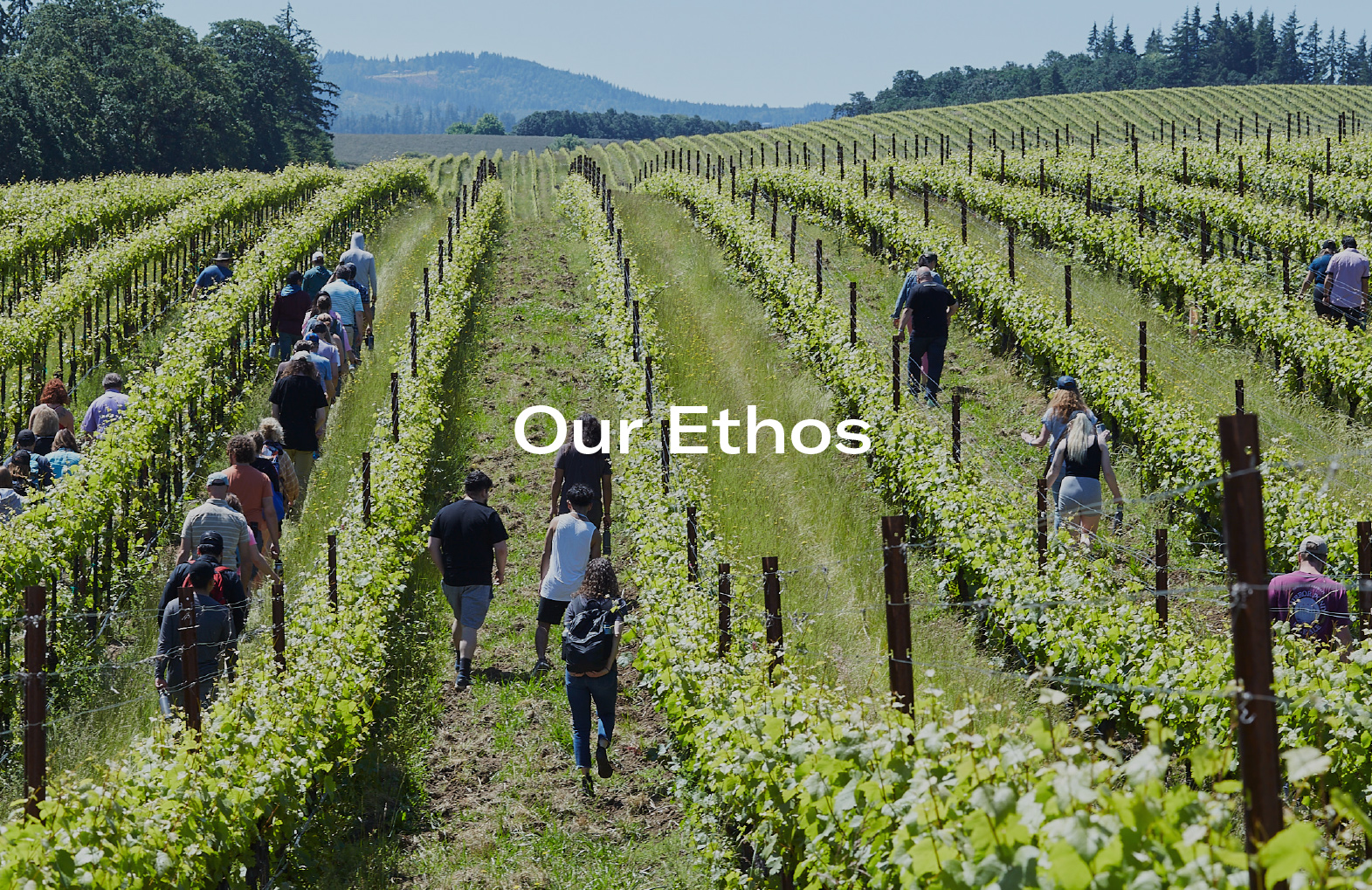 Group of people walking through rows of green grapevines in a vineyard under a clear sky.