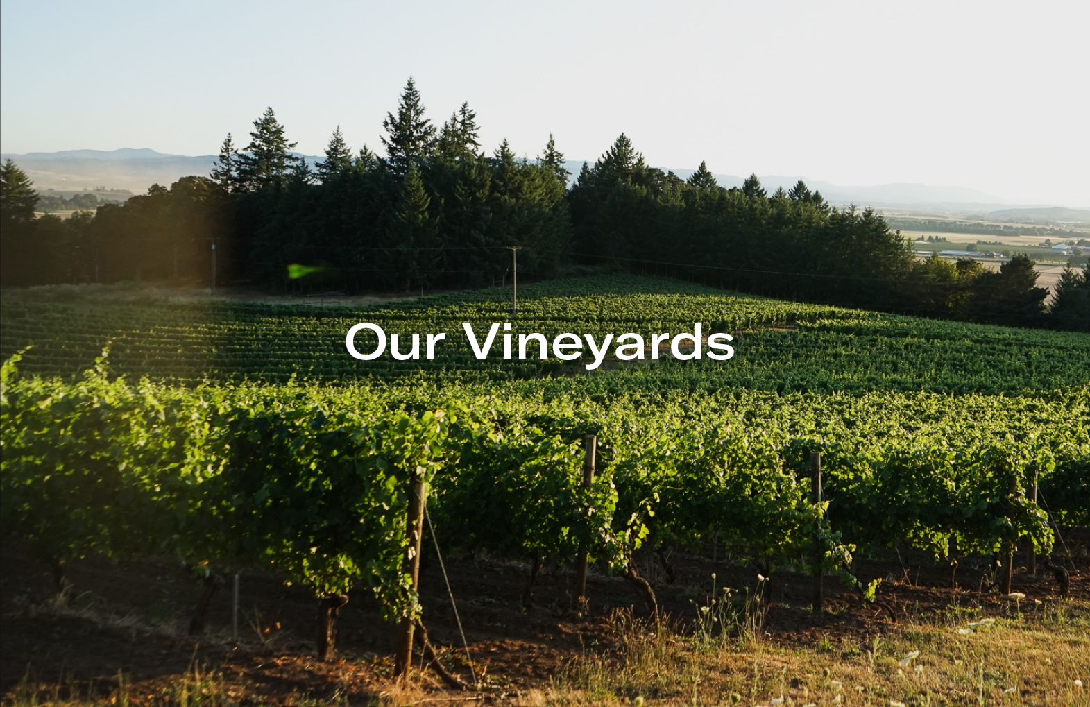 Vineyard with rows of grapevines stretching toward a forested area under a clear sky.