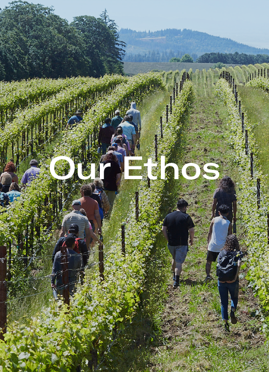 Group of people walking through vineyard rows under clear sky with text 'Our Ethos'.