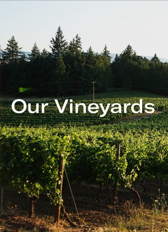 Lush green vineyard rows with a forest of evergreen trees in the background under a clear sky.