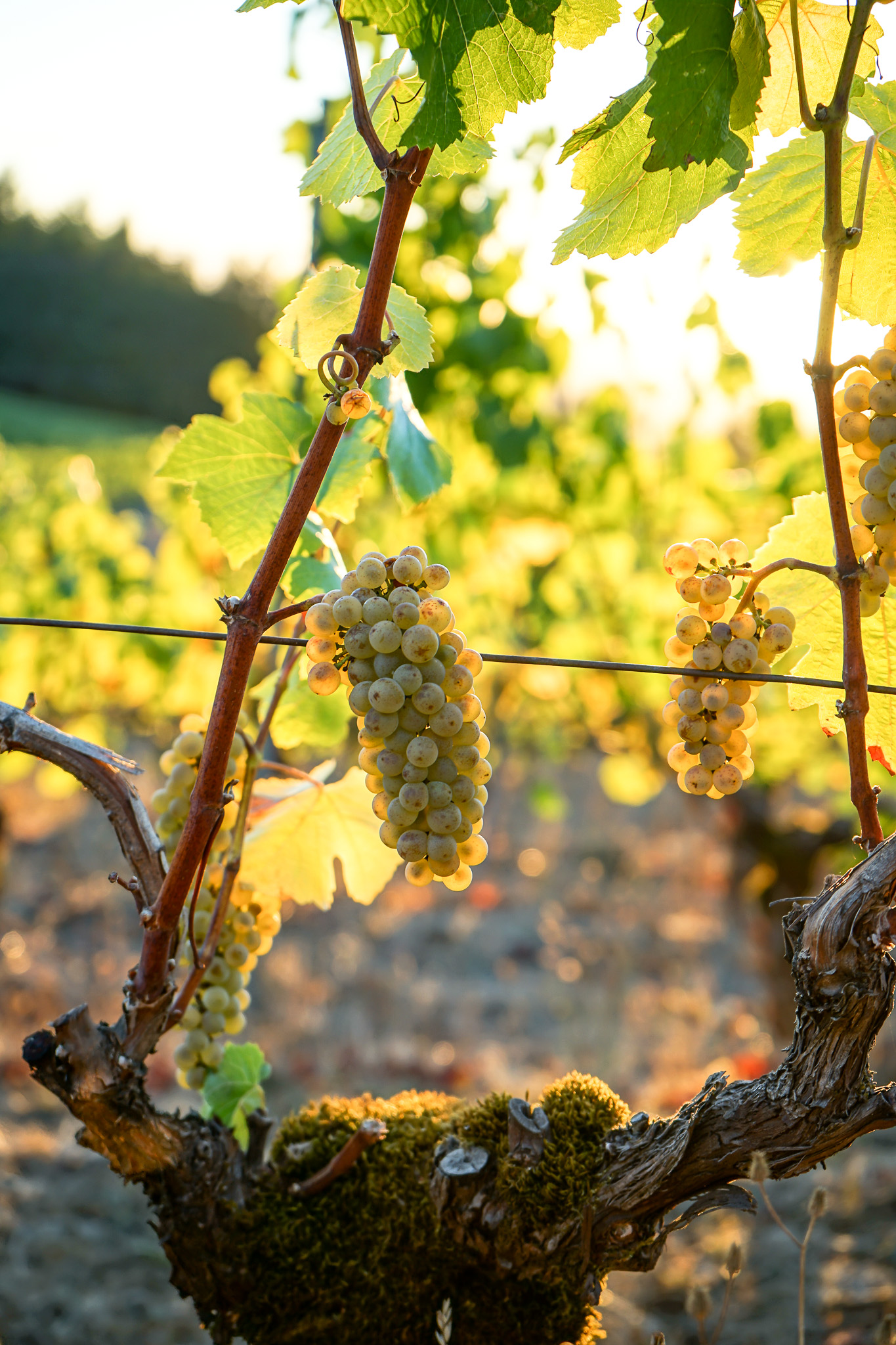 Close-up of white grape clusters hanging from a vine in a sunlit vineyard.