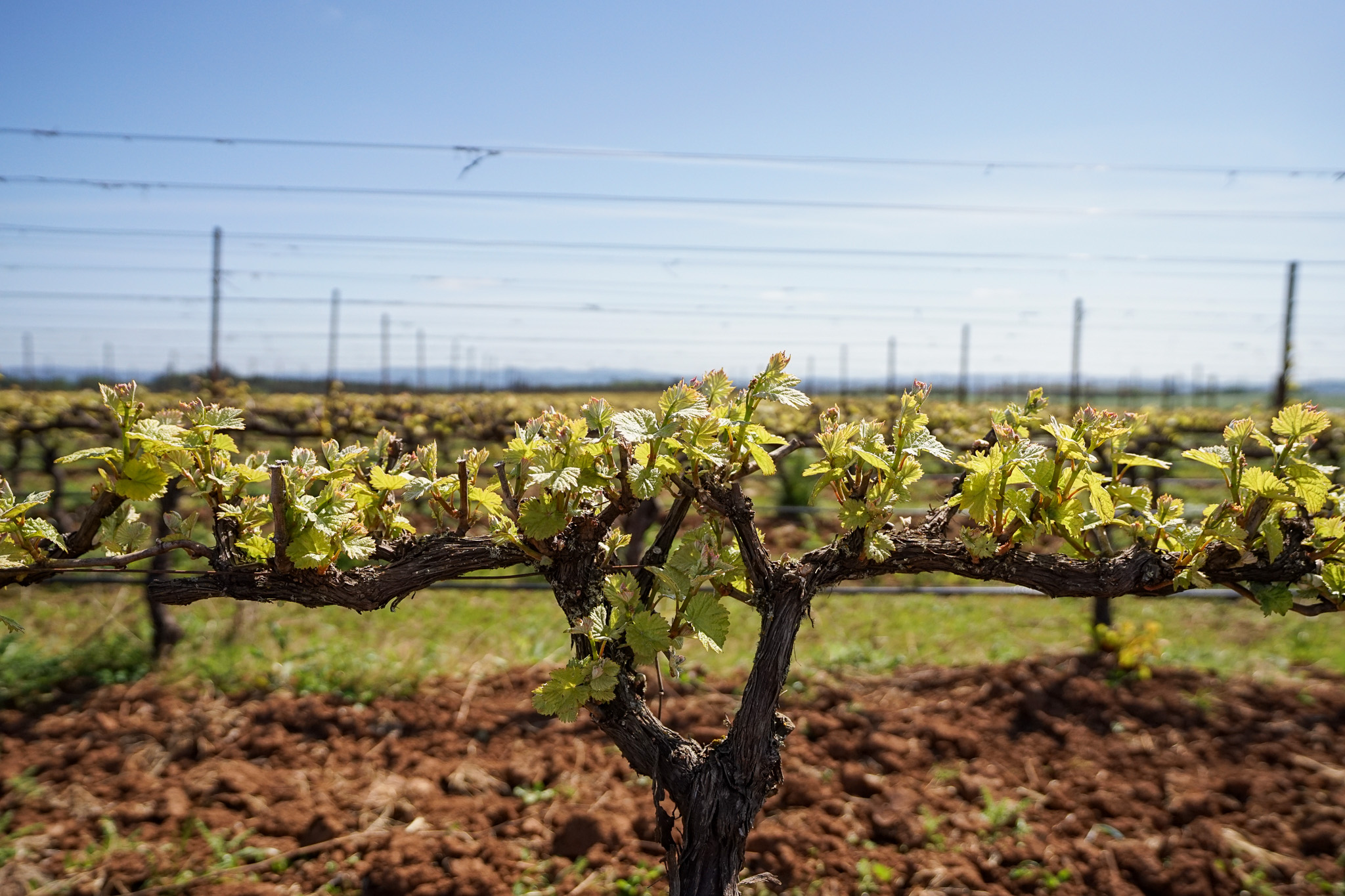 Close-up of grapevine with fresh green leaves in a sunny vineyard with rows of vines and trellis wires in the background.