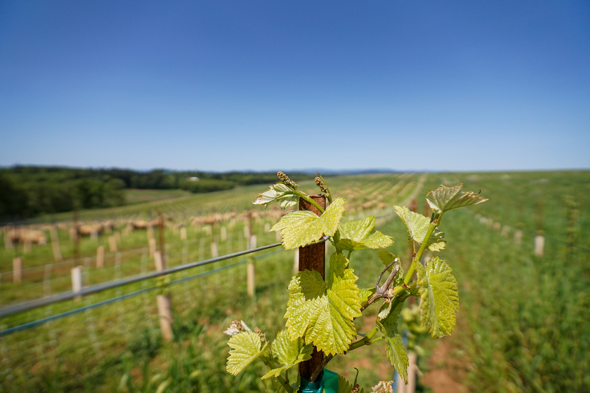 Close-up of young grapevine leaves growing on a vine stake in a vineyard under a clear blue sky.