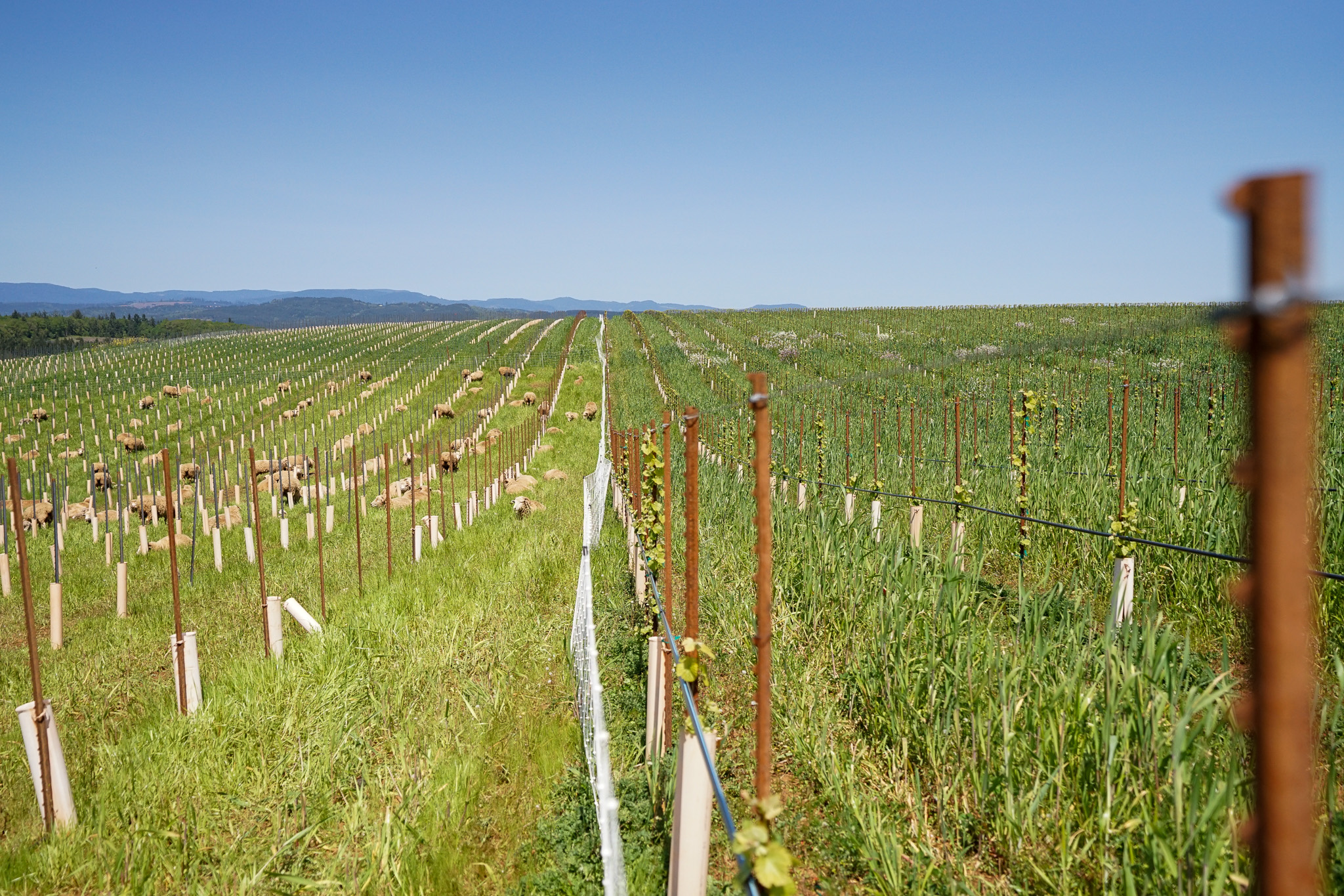 Green vineyards with rows of grapevines planted in protective tubes and sheep grazing under a clear blue sky.
