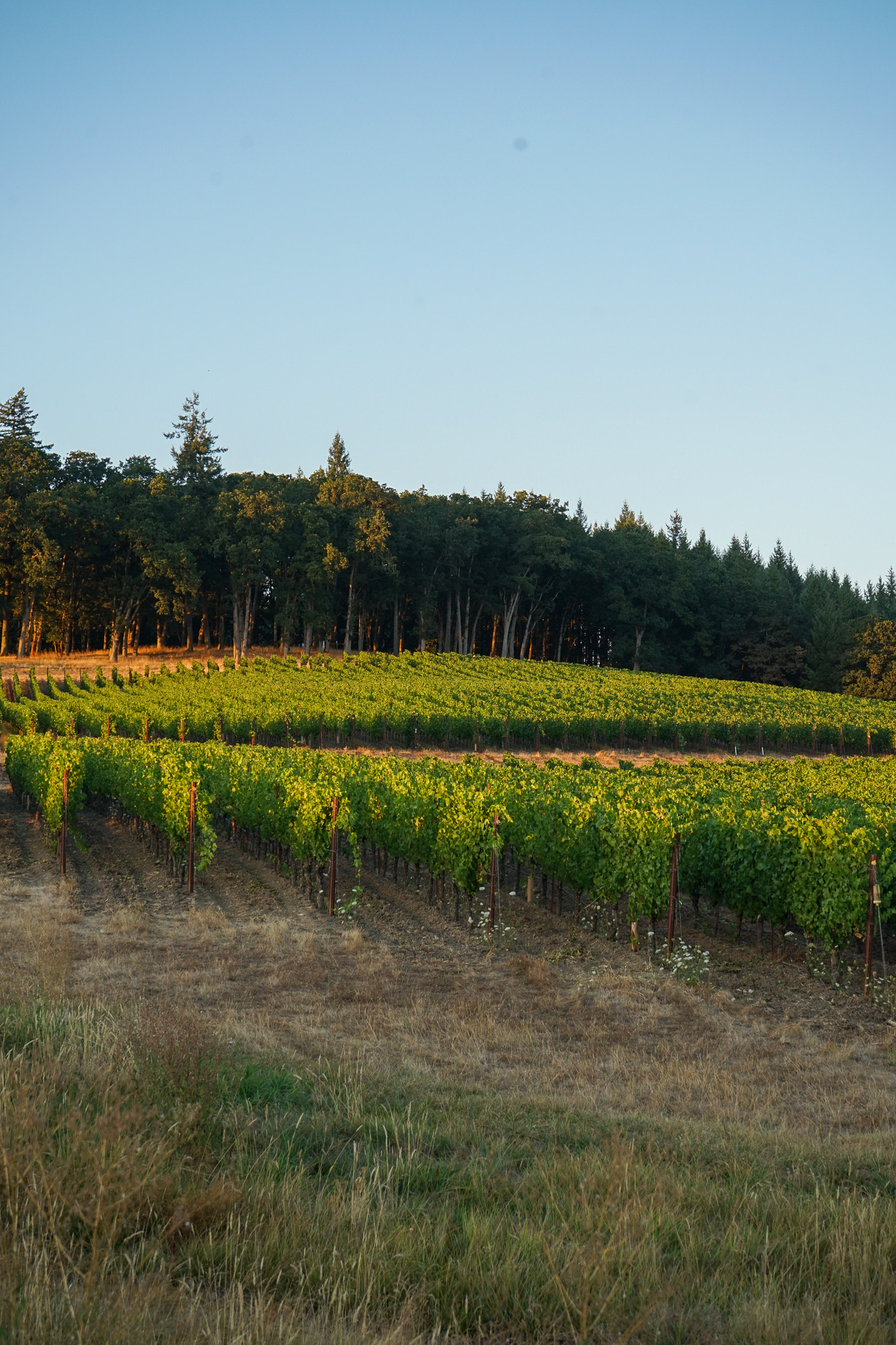 Rows of green grapevines in a vineyard with a forest and clear sky in the background.