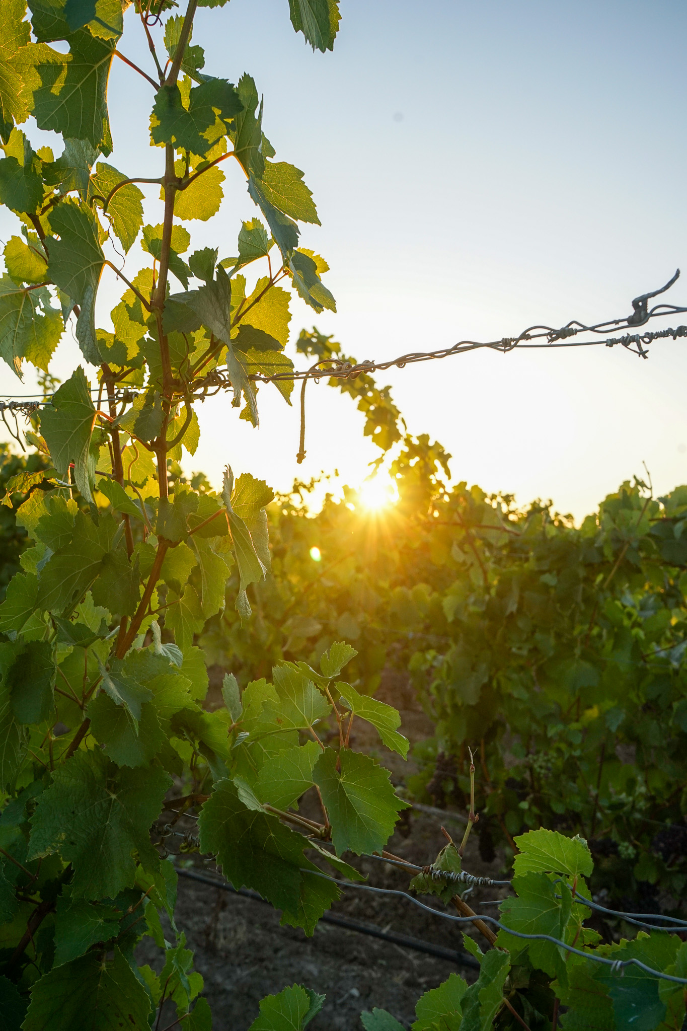 Sunset shining through green grapevine leaves in a vineyard.