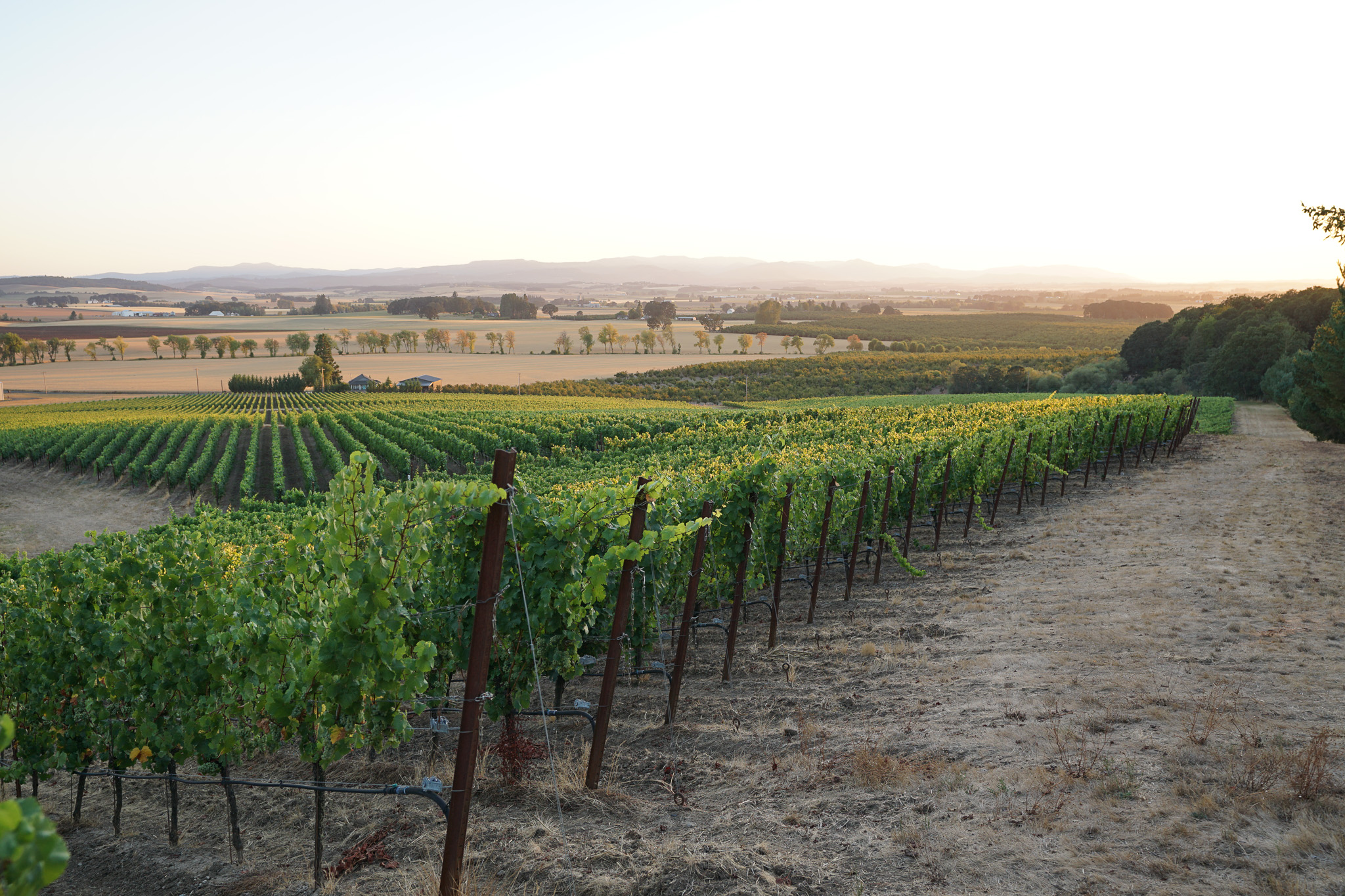 Rows of green grapevines in a vineyard stretching across rolling hills with distant trees and mountains under a clear sky at sunset.