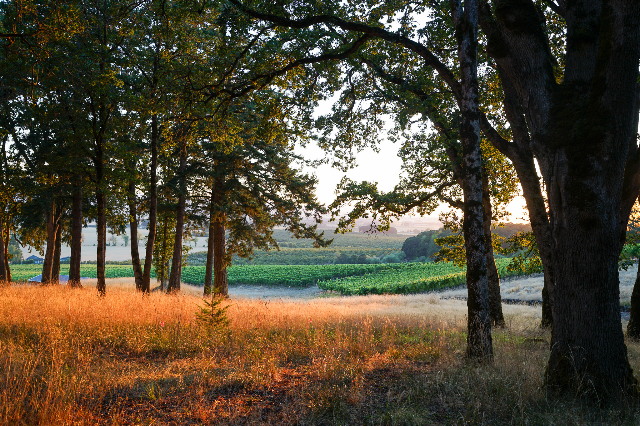 Sunlight filtering through tall trees onto golden grass with green fields and distant trees in the background at sunset.