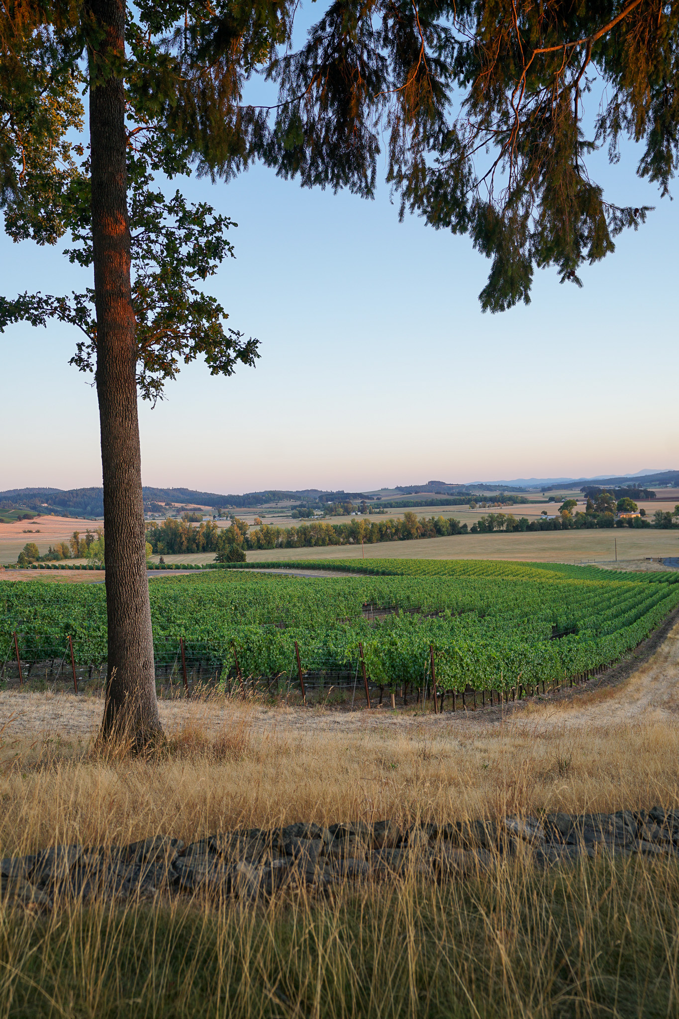 Vineyard with green grapevines bordered by dry grass and a large tree trunk in the foreground under a clear sky at sunset.