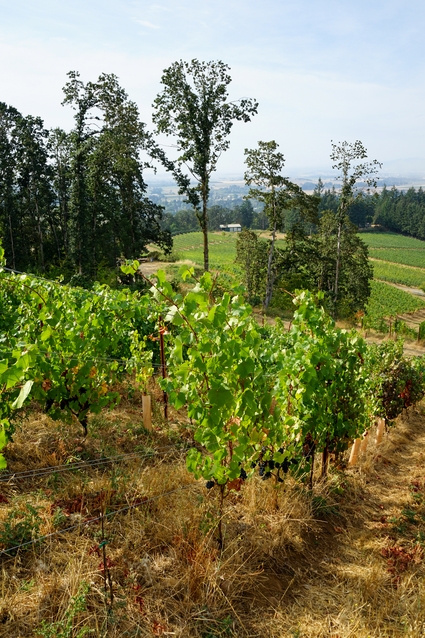 Sunlit vineyard with rows of grapevines bearing dark grapes on a hillside overlooking a forest and distant farmland under a partly cloudy sky.