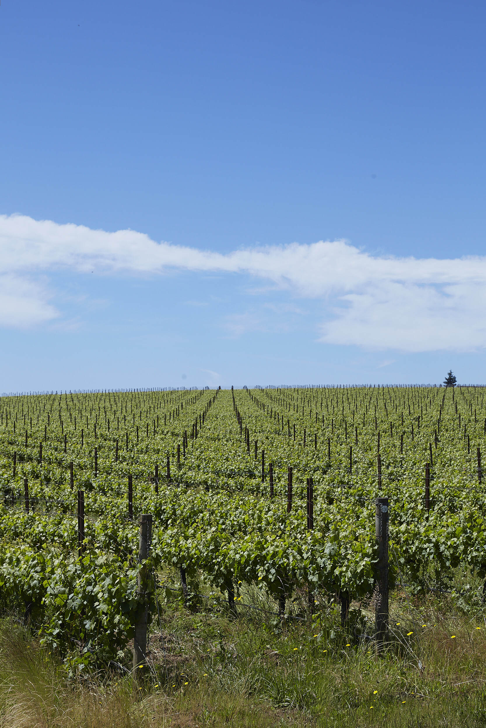 Rows of grapevines in a vineyard under a clear blue sky with scattered white clouds.