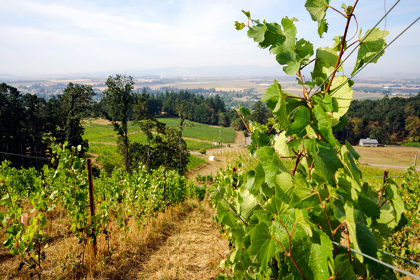 Vineyard rows with green leaves and grape clusters stretching over rolling hills under a partly cloudy sky.