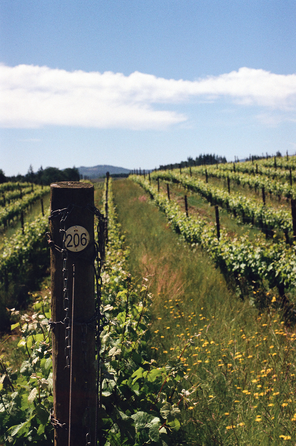 Close-up of a wooden post marked 206 with chains in a vineyard with green grapevines and yellow wildflowers under a partly cloudy blue sky.